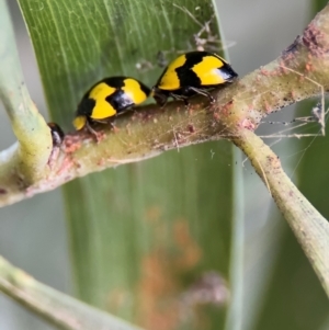 Illeis galbula at Russell, ACT - 22 Jul 2024 02:50 PM