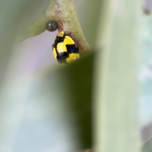 Illeis galbula at Russell, ACT - 22 Jul 2024 02:50 PM