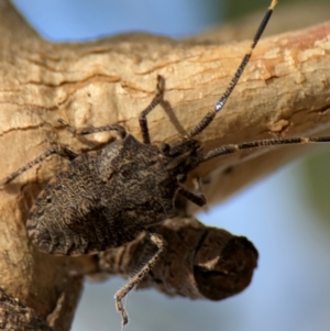 Alcaeus varicornis at Russell, ACT - 22 Jul 2024 02:38 PM