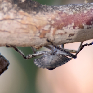 Alcaeus varicornis at Russell, ACT - 22 Jul 2024 02:38 PM