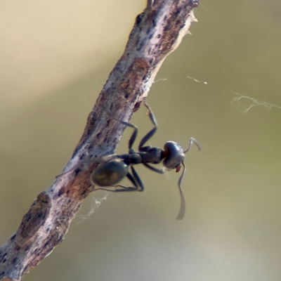 Anonychomyrma sp. (genus) at Wilton, NSW - 26 Jul 2024 by Hejor1