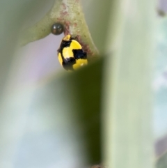 Diomus notescens at Russell, ACT - 22 Jul 2024