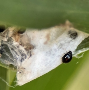 Diomus notescens at Russell, ACT - 22 Jul 2024