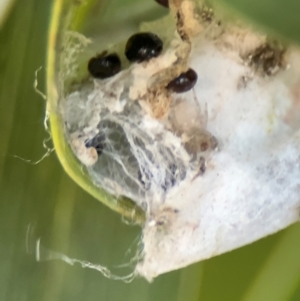 Diomus notescens at Russell, ACT - 22 Jul 2024