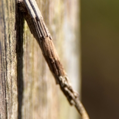 Psychidae - IMMATURE larvae (A Case moth (Psychidae)) at Wilton, NSW - 26 Jul 2024 by Hejor1