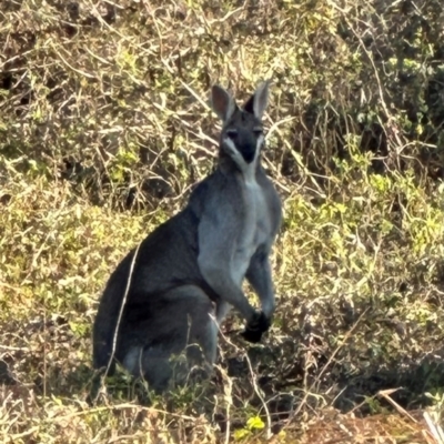 Macropus parryi (Whiptail Wallaby) at Minnamoolka, QLD - 26 Jul 2024 by lbradley