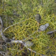 Petrophile sessilis (Conesticks) at Bulee, NSW - 16 Aug 2023 by RobG1