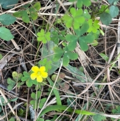 Oxalis (genus) at Cleveland, QLD - 26 Jul 2024 03:58 PM