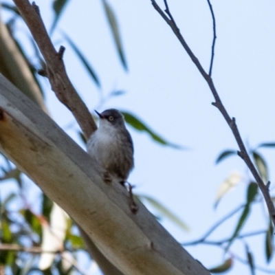 Daphoenositta chrysoptera (Varied Sittella) at Penrose, NSW - 24 Jul 2024 by Aussiegall