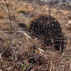 Tachyglossus aculeatus (Short-beaked Echidna) at Denman Prospect, ACT - 26 Jul 2024 by Jiggy