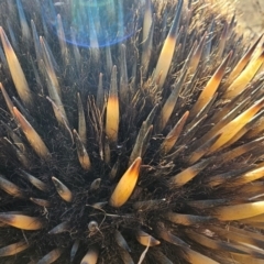 Tachyglossus aculeatus at Denman Prospect, ACT - 26 Jul 2024 10:57 AM