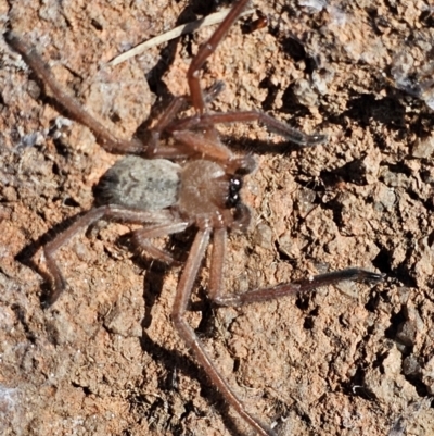 Delena cancerides (Social huntsman spider) at Denman Prospect, ACT - 26 Jul 2024 by Jiggy