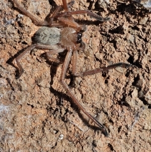 Delena cancerides at Denman Prospect, ACT - 26 Jul 2024