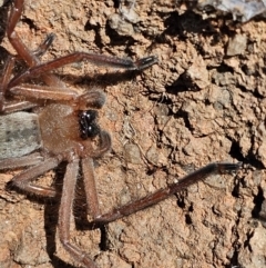 Delena cancerides at Denman Prospect, ACT - 26 Jul 2024