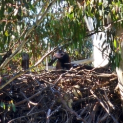 Aquila audax at Denman Prospect, ACT - 26 Jul 2024