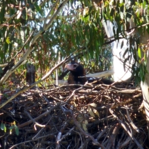 Aquila audax at Denman Prospect, ACT - 26 Jul 2024