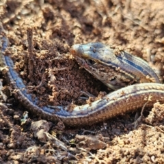 Ctenotus robustus (Robust Striped-skink) at Denman Prospect, ACT - 26 Jul 2024 by Jiggy