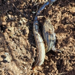 Ctenotus robustus at Denman Prospect, ACT - 26 Jul 2024