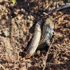 Ctenotus robustus at Denman Prospect, ACT - 26 Jul 2024