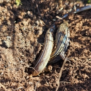 Ctenotus robustus at Denman Prospect, ACT - 26 Jul 2024