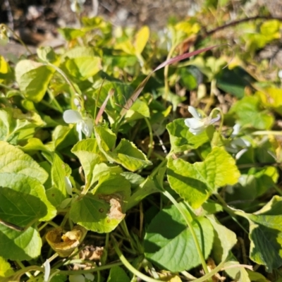 Viola odorata (Sweet Violet, Common Violet) at Denman Prospect, ACT - 26 Jul 2024 by Jiggy