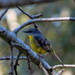 Eopsaltria australis (Eastern Yellow Robin) at Penrose, NSW - 24 Jul 2024 by Aussiegall