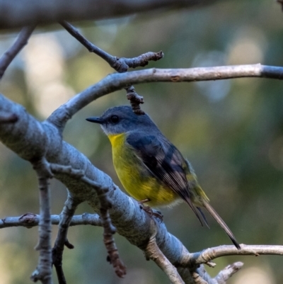 Eopsaltria australis (Eastern Yellow Robin) at Penrose, NSW - 24 Jul 2024 by Aussiegall