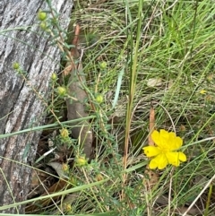 Hibbertia vestita at Alexandra Hills, QLD - 26 Jul 2024 04:15 PM