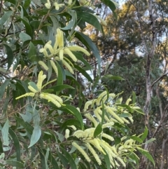 Acacia longifolia subsp. longifolia at Cleveland, QLD - 26 Jul 2024 by Clarel