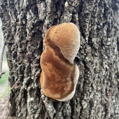 Phellinus sp. at Alexandra Hills, QLD - 26 Jul 2024 by Clarel