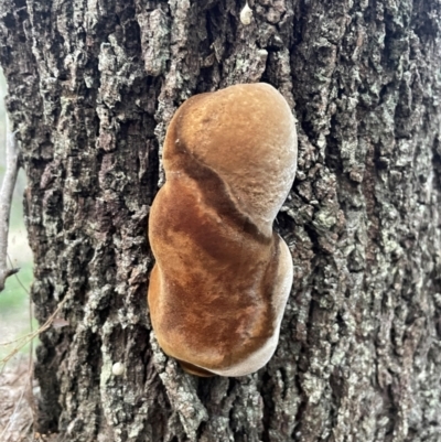 Phellinus sp. at Alexandra Hills, QLD - 26 Jul 2024 by Clarel