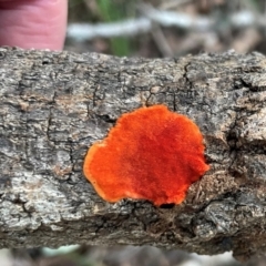 Trametes coccinea at Alexandra Hills, QLD - 26 Jul 2024 by Clarel