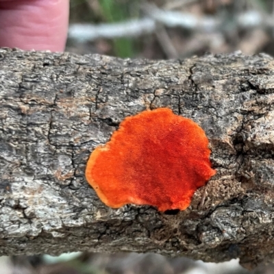 Trametes coccinea at Alexandra Hills, QLD - 26 Jul 2024 by Clarel