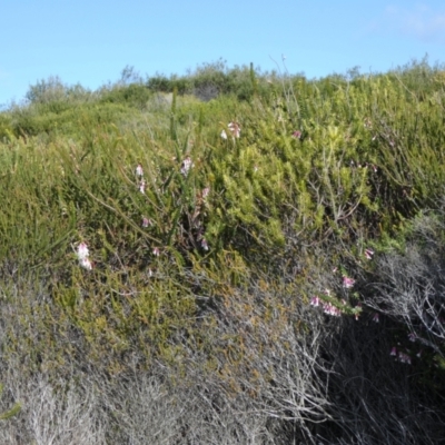 Epacris longiflora (Fuchsia Heath) at Royal National Park, NSW - 20 Jul 2024 by Amata