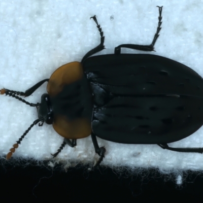 Ptomaphila perlata (Carrion beetle) at Rosedale, NSW - 25 Jul 2024 by jb2602