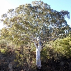 Eucalyptus rossii (Inland Scribbly Gum) at Kambah, ACT - 25 Jul 2024 by HelenCross