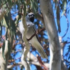 Coracina novaehollandiae (Black-faced Cuckooshrike) at Fyshwick, ACT - 26 Jul 2024 by RodDeb