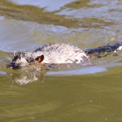 Hydromys chrysogaster (Rakali or Water Rat) at Fyshwick, ACT - 26 Jul 2024 by RodDeb