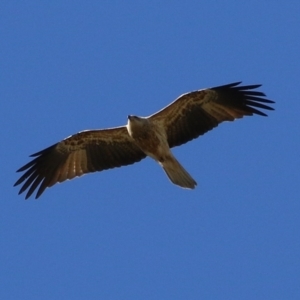 Haliastur sphenurus at Fyshwick, ACT - 26 Jul 2024 12:51 PM