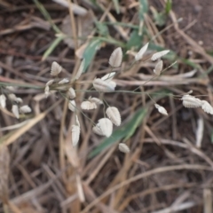 Unidentified Plant at Darwin River, NT - 24 May 2024 by Goodfellow