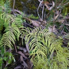 Gleichenia rupestris (Scrambling Coral Fern) at Bulee, NSW - 24 Jul 2024 by RobG1