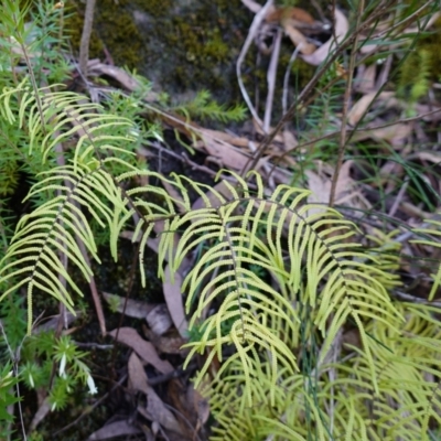 Gleichenia rupestris (Scrambling Coral Fern) at Bulee, NSW - 24 Jul 2024 by RobG1