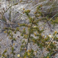 Acacia ulicifolia (Prickly Moses) at Sassafras, NSW - 16 Aug 2023 by RobG1