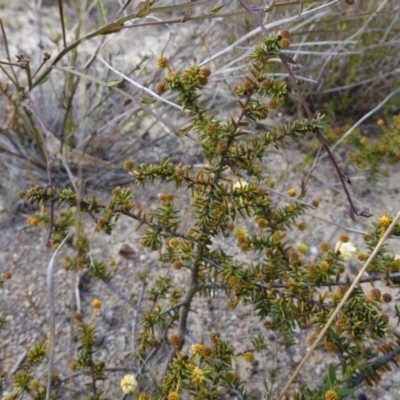 Acacia ulicifolia (Prickly Moses) at Sassafras, NSW - 16 Aug 2023 by RobG1