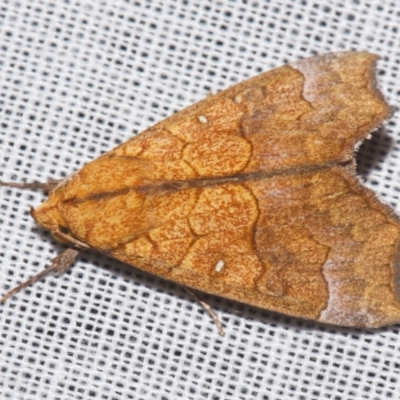 Anomis flava (Cotton Looper) at Sheldon, QLD - 8 Mar 2024 by PJH123