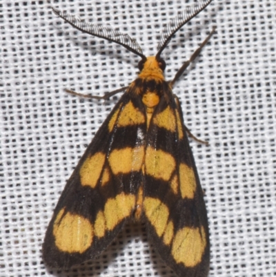 Asura bipars (Asura bipars) at Sheldon, QLD - 8 Mar 2024 by PJH123