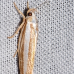 Catoryctis subparallela (Curved-horn moth) at Sheldon, QLD - 8 Mar 2024 by PJH123