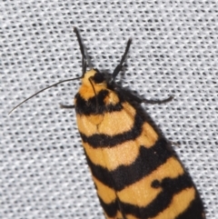 Chiriphe equidistans (A Tiger moth) at Sheldon, QLD - 8 Mar 2024 by PJH123