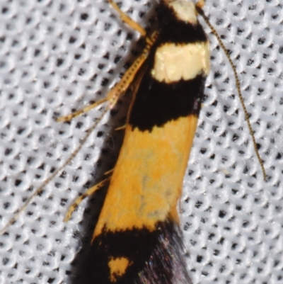 Cosmopterigidae (family) undescribed species (a cosmet moth) at Sheldon, QLD - 8 Mar 2024 by PJH123