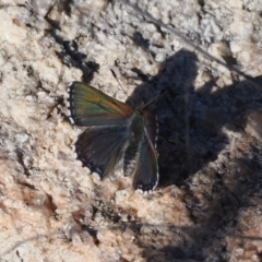 Paralucia crosbyi (Violet Copper Butterfly) at Rendezvous Creek, ACT - 26 Jul 2024 by RAllen